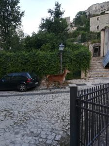 Deer in village in Barrea