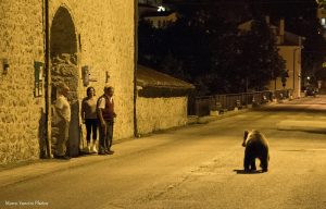 Marsicano Bear walks in Villetta Barrea
