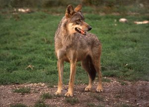 Wolf National Park of Abruzzo